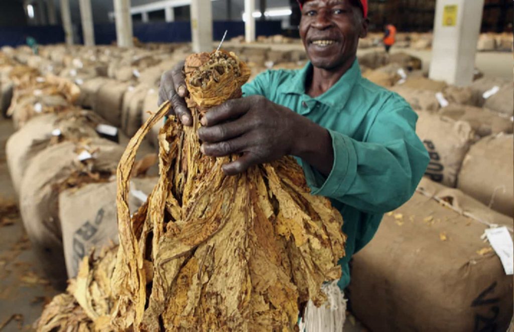 Farmers at a tobacco auction in Zimbabwe