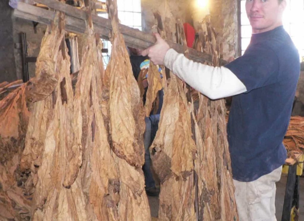 Dark Air-Cured tobacco leaves in the curing process