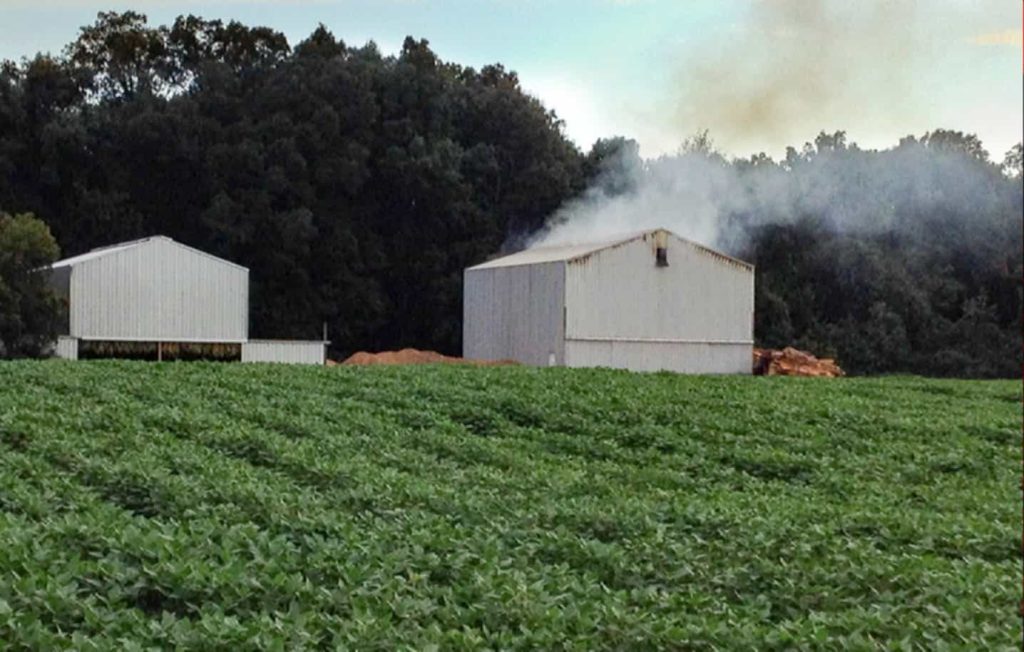 Dark-fired Kentucky tobacco leaves
